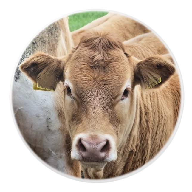 POMO DE CERÁMICA CUTE LITTLE CALF (Anverso)