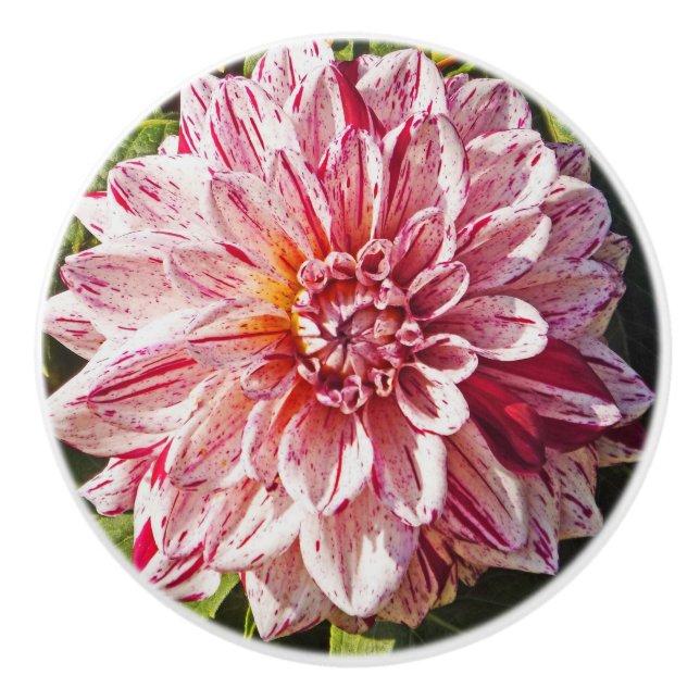 POMO DE CERÁMICA DAHLIA ROJA Y BLANCA (Anverso)