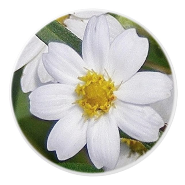 Pomo De Cerámica Daisy Drawer Pull (Anverso)