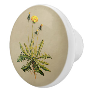 Pomo De Cerámica Dandelion Sobre Papel Antiguo