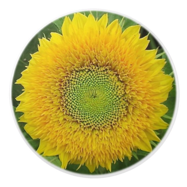 Pomo de cerámica de girasol amarillo (Anverso)