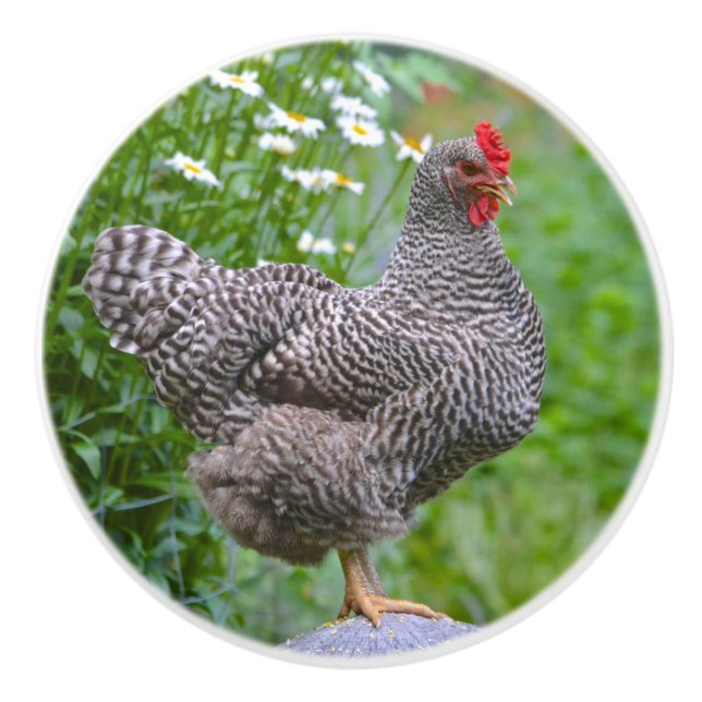 Pomo de cerámica de pollo (Anverso)