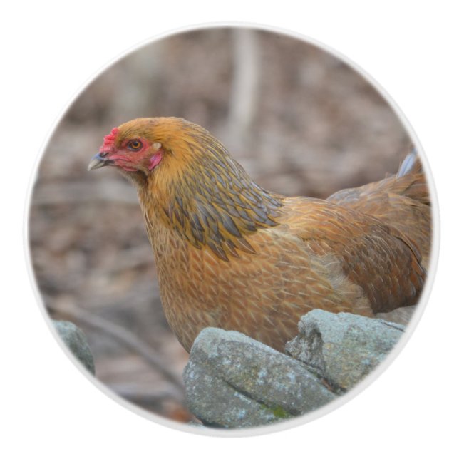 Pomo de cerámica de pollo (Anverso)