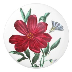 Pomo De Cerámica Dibujo del vintage: Correhuela y Peony
