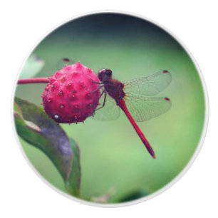 Pomo De Cerámica Dragonfly Rojo Sobre Fruta De Dogwood Cerca 