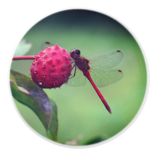 Pomo De Cerámica Dragonfly Rojo Sobre Fruta De Dogwood Cerca  (Anverso)
