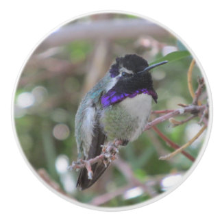 Pomo De Cerámica El colibrí de la costa