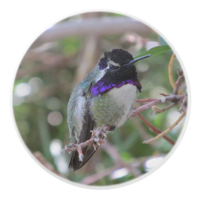 Pomo De Cerámica El colibrí de la costa (Anverso)