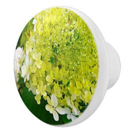 Pomo De Cerámica Elegante Hortensia Limelight Verde Chartreuse