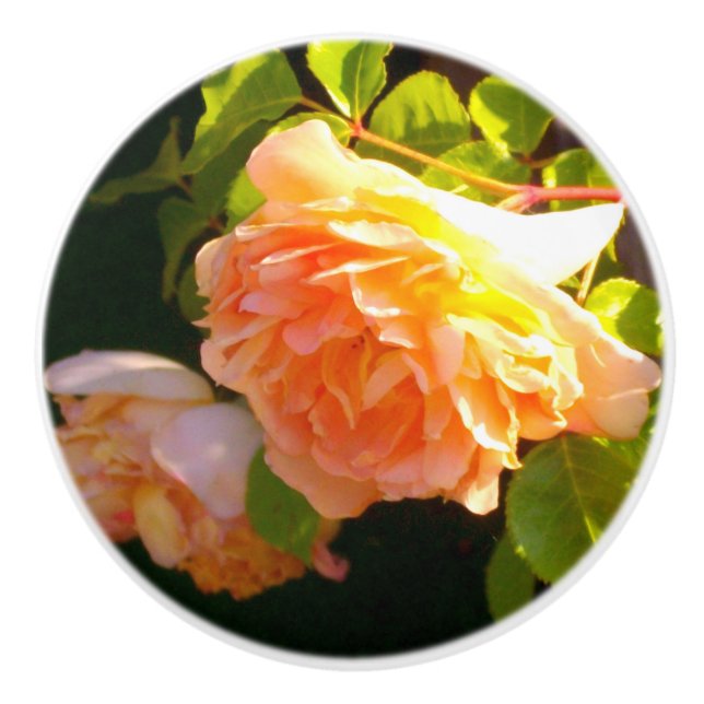Pomo De Cerámica Elegante naranja clásico rosas de melocotón floral (Anverso)