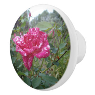 Pomo De Cerámica Elegante Rosa De Rayas Rosa Y Blanca,