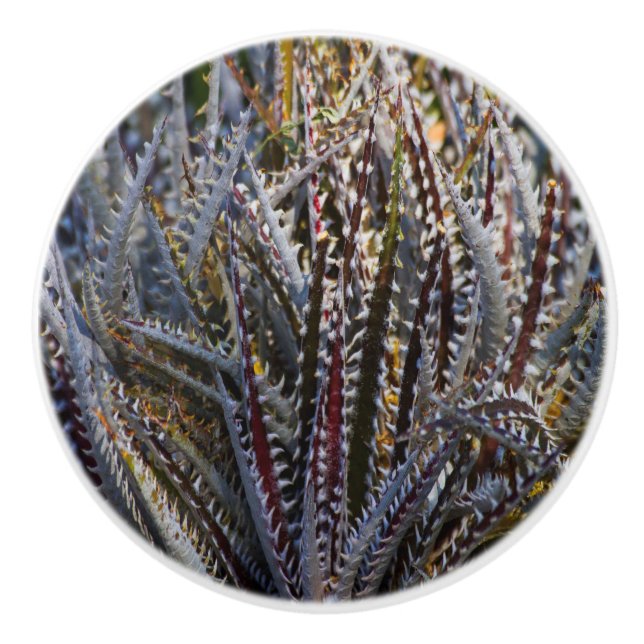 Pomo De Cerámica Encanto de Dyckia (Anverso)