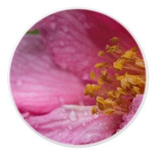 Pomo De Cerámica Estambres de flores de camellia rosa