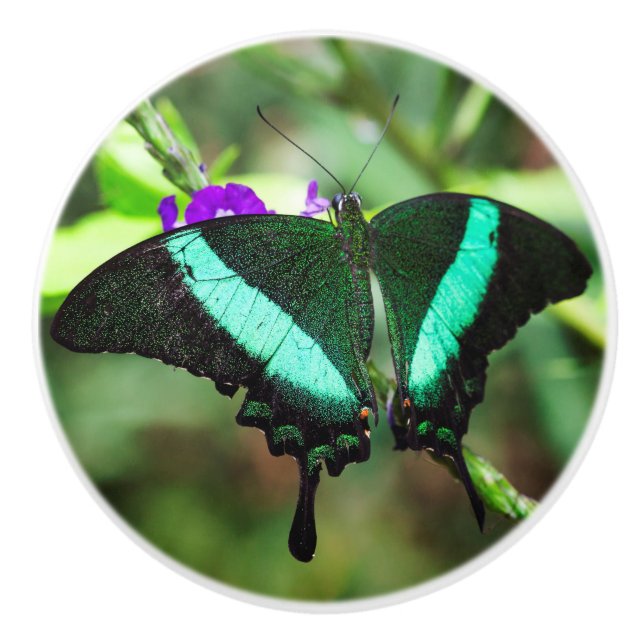 Pomo De Cerámica Exotic Emerald Swallowtail (Anverso)