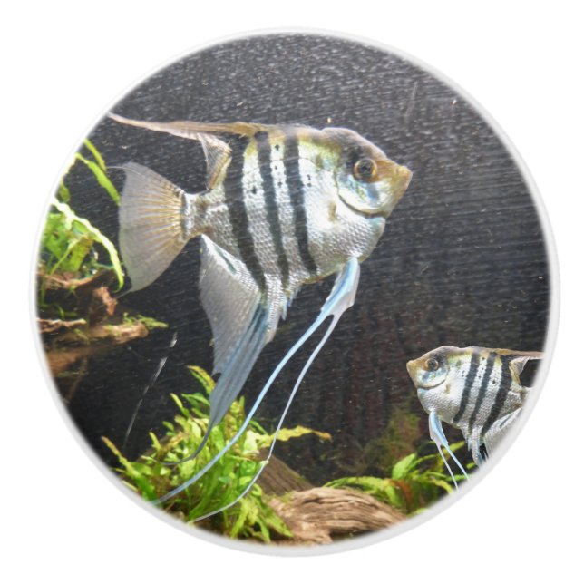 Pomo De Cerámica Extracción de cerámica para peces tropicales a ray (Anverso)