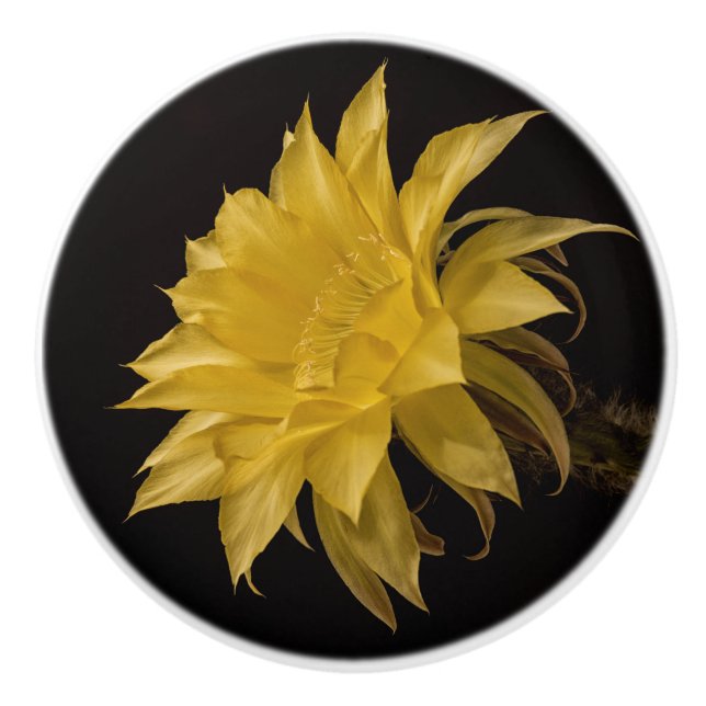 Pomo De Cerámica Flor de cactus amarillo en flor (Anverso)