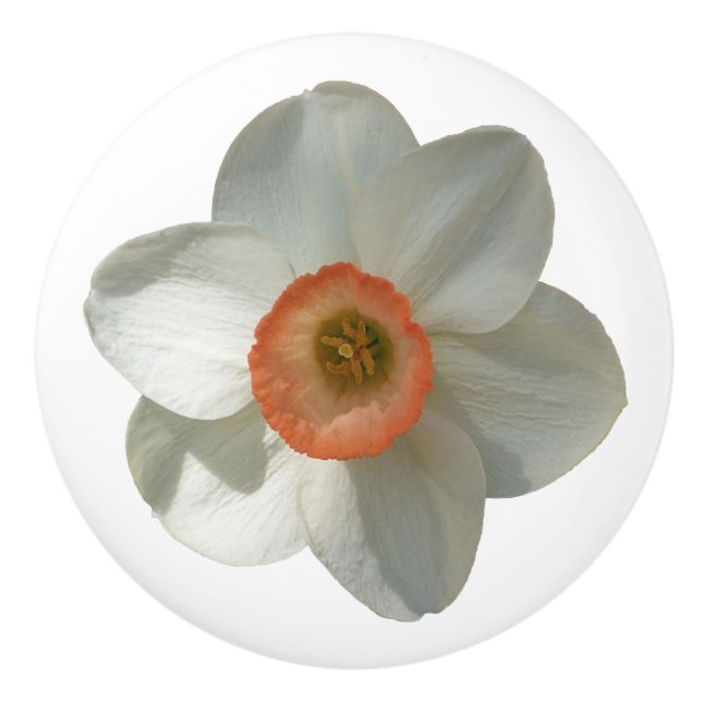 Pomo De Cerámica Flor de primavera rosada de Daffodil (Anverso)