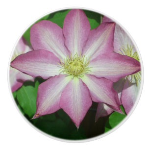 Pomo De Cerámica Flor Primaria Clematis rosa y blanca