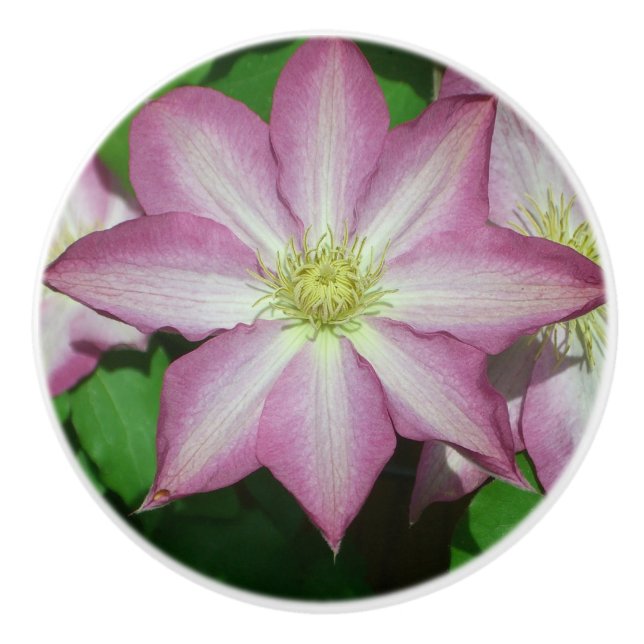 Pomo De Cerámica Flor Primaria Clematis rosa y blanca (Anverso)