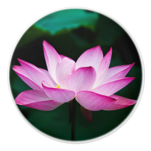 Pomo De Cerámica Flor rosa Lotus