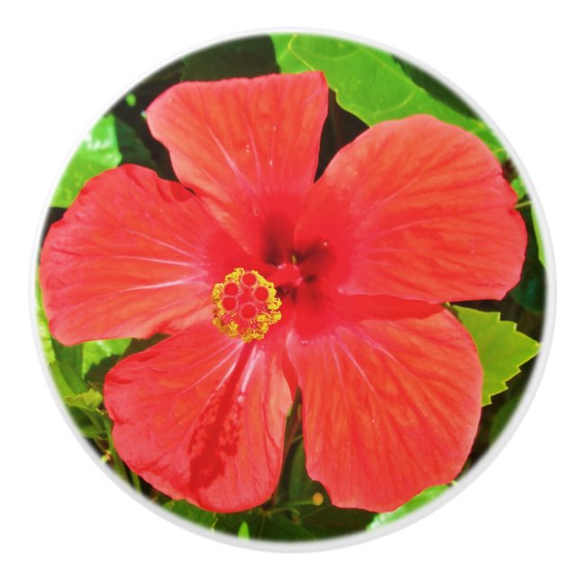 Pomo De Cerámica Flor Tropical Hibiscus (Anverso)