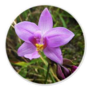 Pomo De Cerámica Flor tropical púrpura de orquídea salvaje