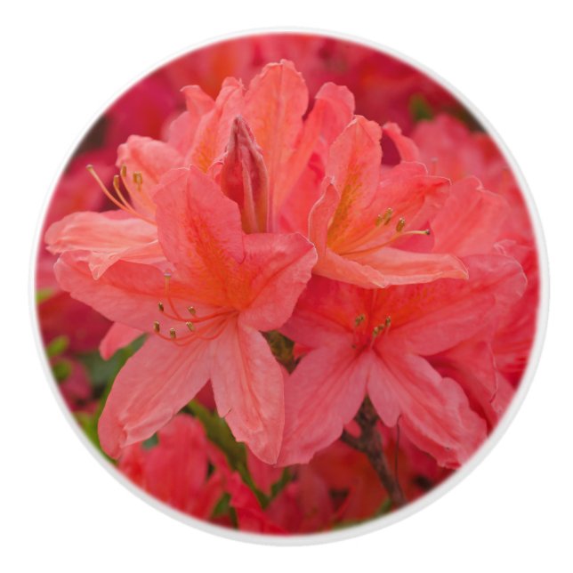 Pomo De Cerámica Flores rosadas de Azalea Rhododendron (Anverso)