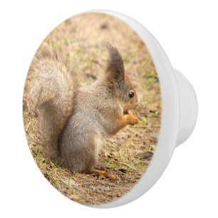 Pomo De Cerámica Foto de ardilla linda comiendo una nuez