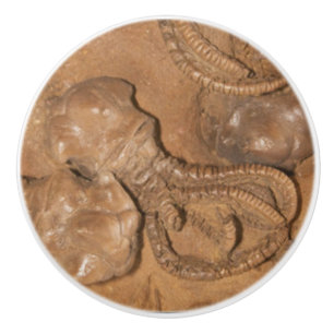 Pomo De Cerámica Foto de Fossil Sandstone