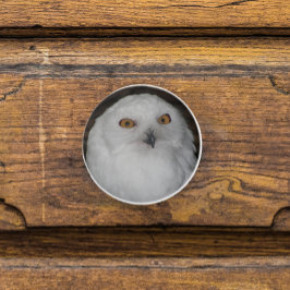 Pomo De Cerámica Foto de la naturaleza de la lechuza blanca