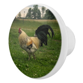 Pomo De Cerámica Foto de pollo gallo en la granja