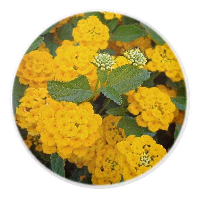 Pomo De Cerámica Fotografía de Flores Lantana Amarillas Brillantes. (Anverso)