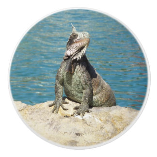Pomo De Cerámica Fotografía de vida salvaje tropical de Iguana en S