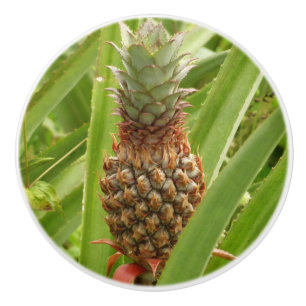 Pomo De Cerámica Fruta tropical de la piña silvestre en la naturale