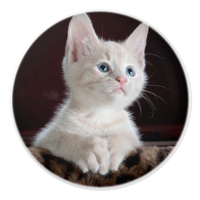 Pomo De Cerámica Gatito blanco vulnerable (Anverso)