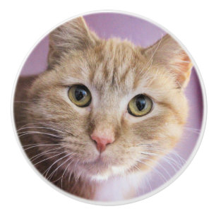Pomo De Cerámica Gato