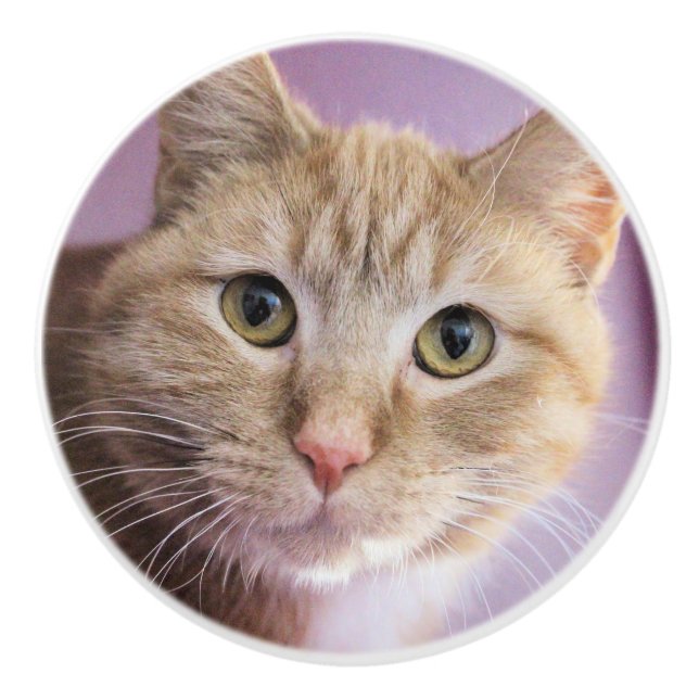 Pomo De Cerámica Gato (Anverso)