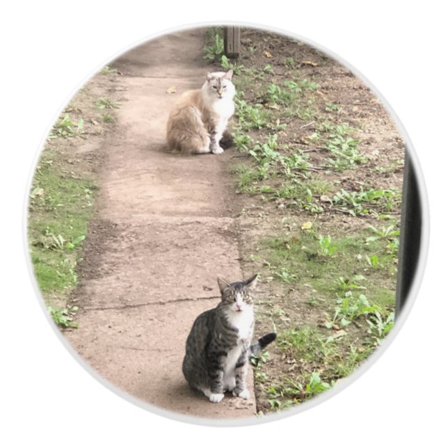 Pomo De Cerámica Gato (Anverso)