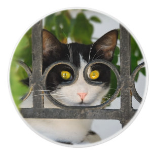 Pomo De Cerámica Gato curioso con decorativo divertido del marco de
