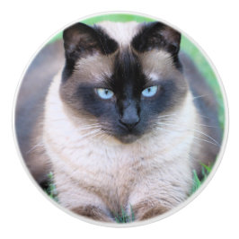 Pomo De Cerámica gato siamés