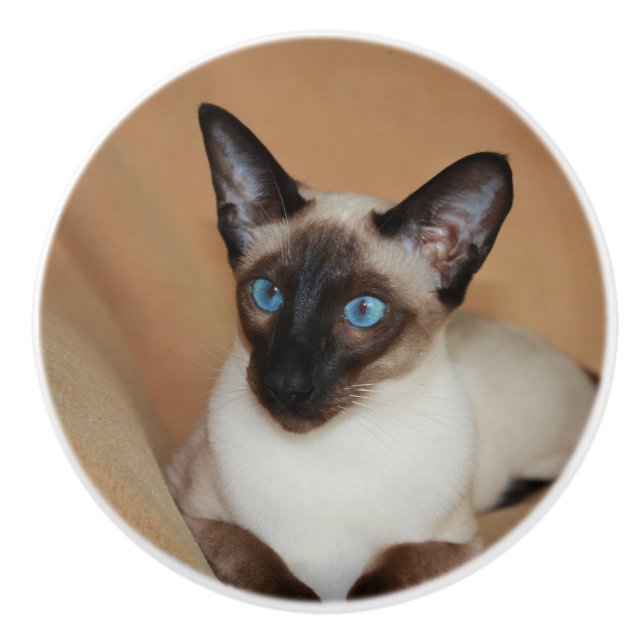 Pomo De Cerámica Gato siamés atento (Anverso)