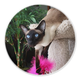 Pomo De Cerámica Gato siamés inquisitivo