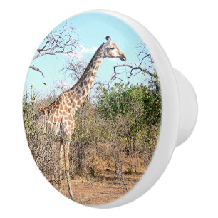POMO DE CERÁMICA GIRAFFE EN HÁBITAT NATURAL (BOTSWANA)