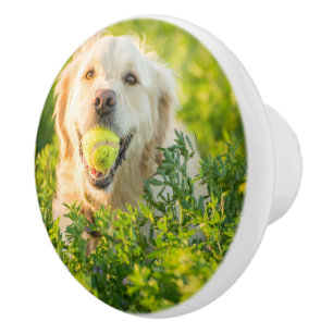 Pomo De Cerámica Golden Retriever con pista de tenis