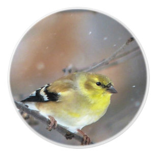 Pomo De Cerámica Goldfinch