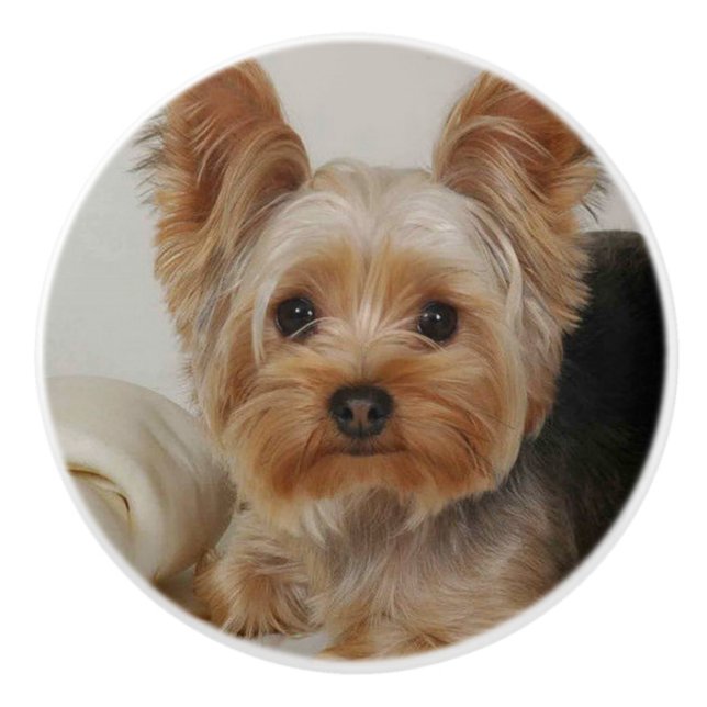 Pomo De Cerámica Gorgeo Yorkshire Terrier (Anverso)