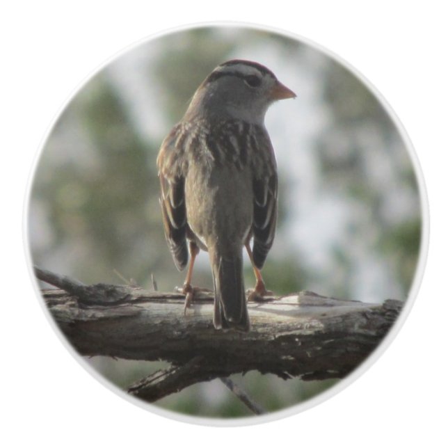 Pomo De Cerámica gorrión Blanco-coronado (Anverso)