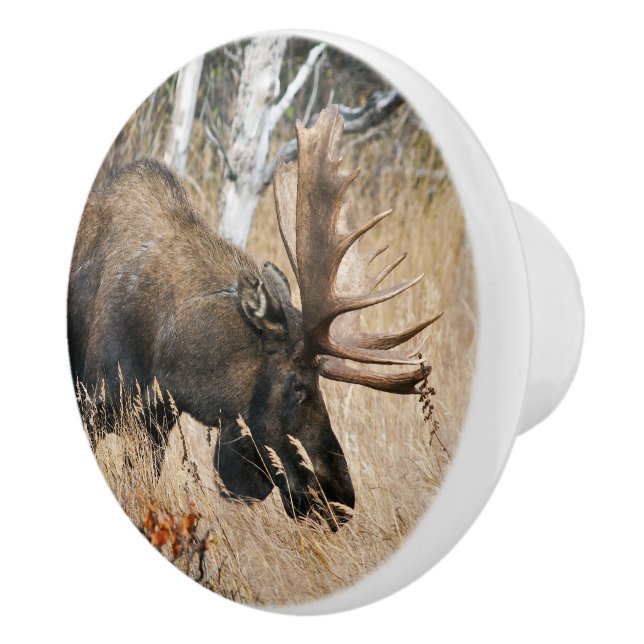 Pomo De Cerámica Grazing Bull Moose (Derecha)