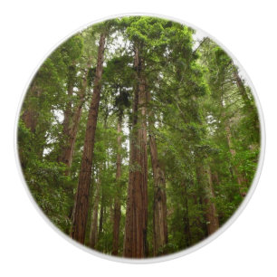 Pomo De Cerámica Hasta Redwoods I en el Monumento Nacional Muir Woo