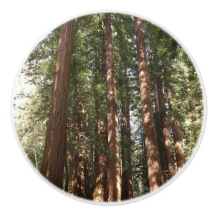 Pomo De Cerámica Hasta Redwoods II en el Monumento Nacional Muir Wo